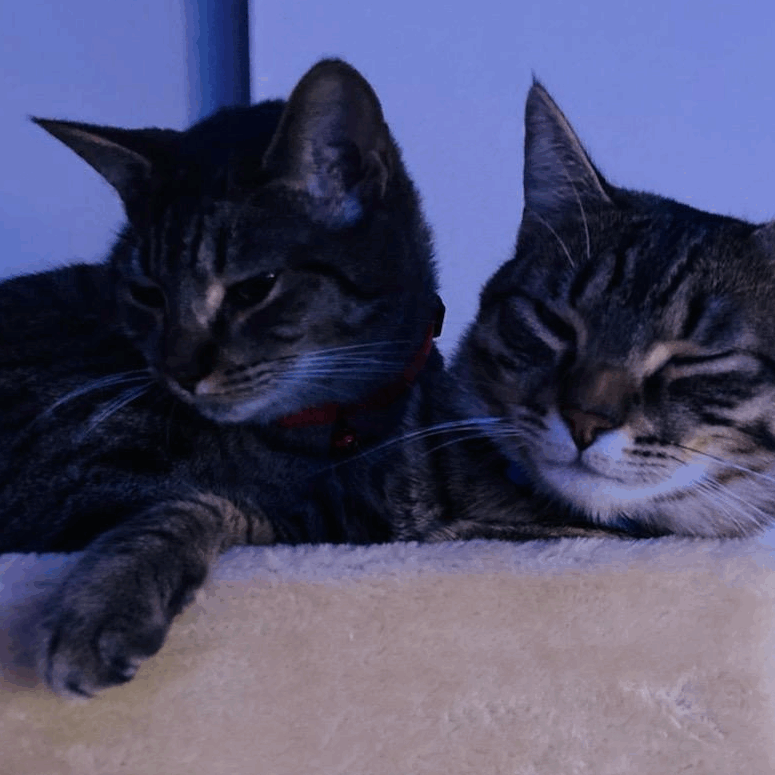 Screenshot 2024-06-09 120455