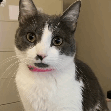 Screenshot 2025-05-01 164504